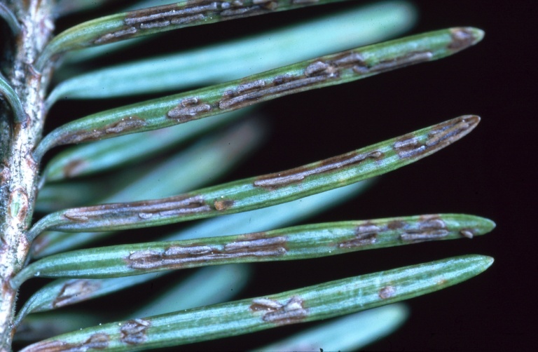 How to Identify and Treat Needle Cast Disease on Your Evergreens